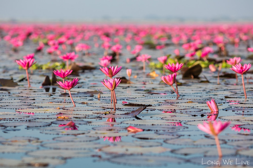 Hồ[-]hoa[-]súng[-]khổng[-]lồ[-]ở[-]Thái[-]Lan
